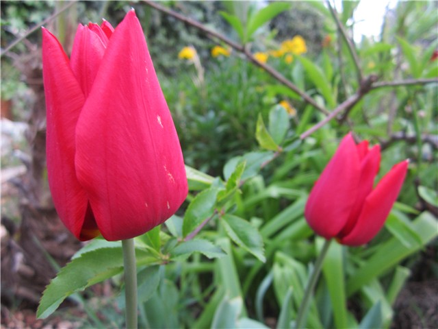 Prvi tulipani